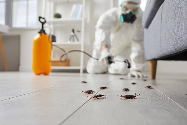 Commercial Kitchen Cockroach Control in Ozark